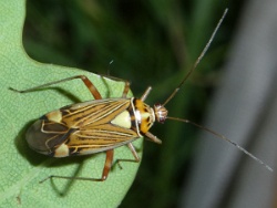 Rhabdomiris striatellus